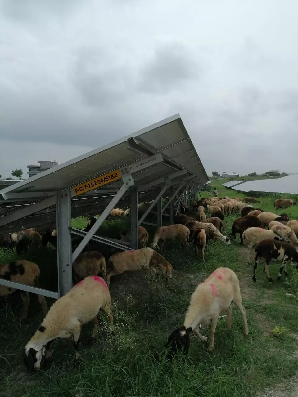 The good thing with sheep is they do not try to climb the panels like goats or cattle that can often break the panels with their weight.