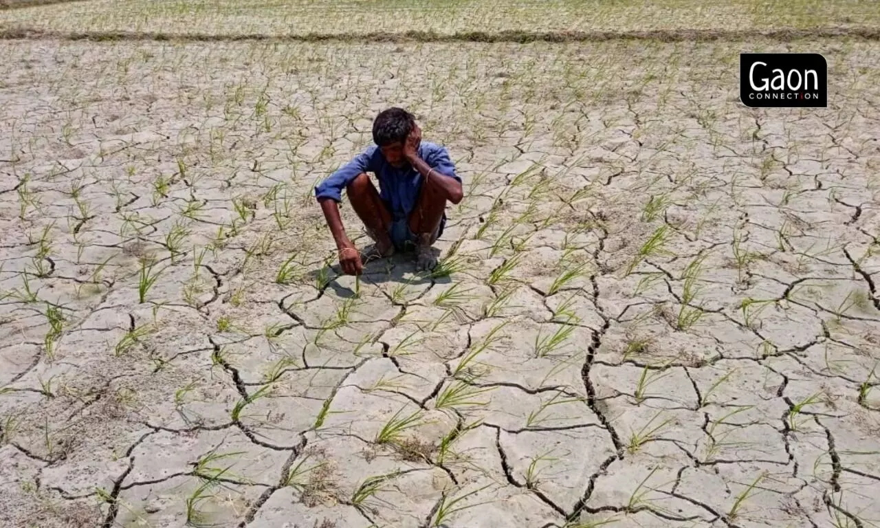 Major rice producing states in India like Uttar Pradesh and Bihar are reeling with drought-like conditions.  Photo by Virendra Singh