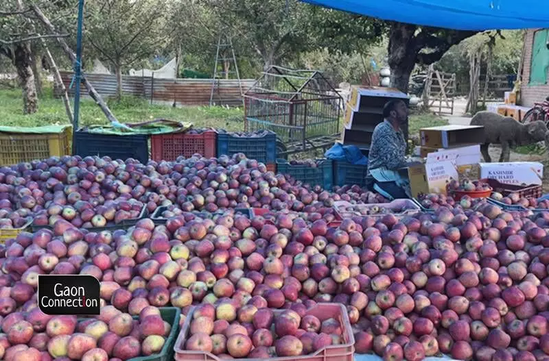 Horticulture sector contributes over eight per cent to the Gross Domestic Product (GDP) of J&K.