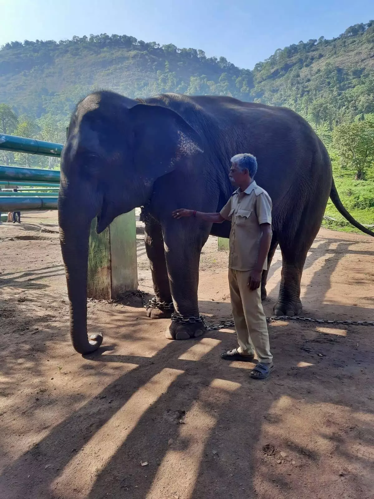 The elephants at the camp are kumki elephants, which are used to capture or chase back into the forest elephants that wander into human settlements.