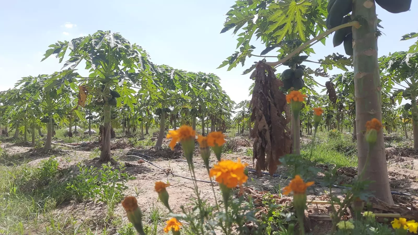 The Taiwanese Papaya is often intercropped with cauliflower, tomatoes and marigold flowers. 