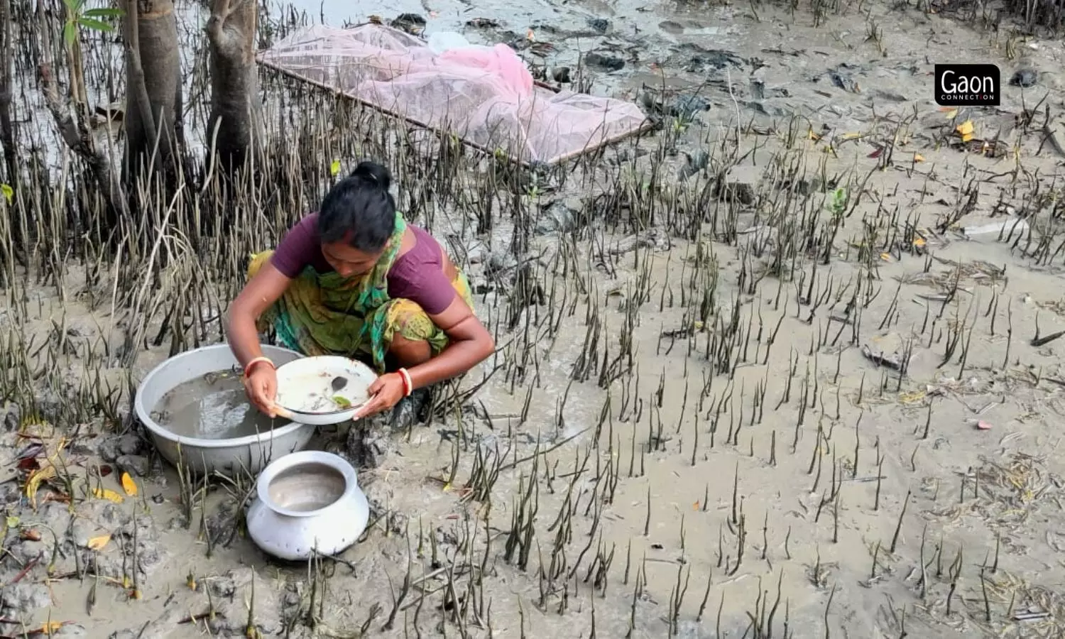 The seedlings are collected into an aluminium tasla (bowl) full of water. The meendharas sort and clean the seedlings, separating them from the other detritus from the river.