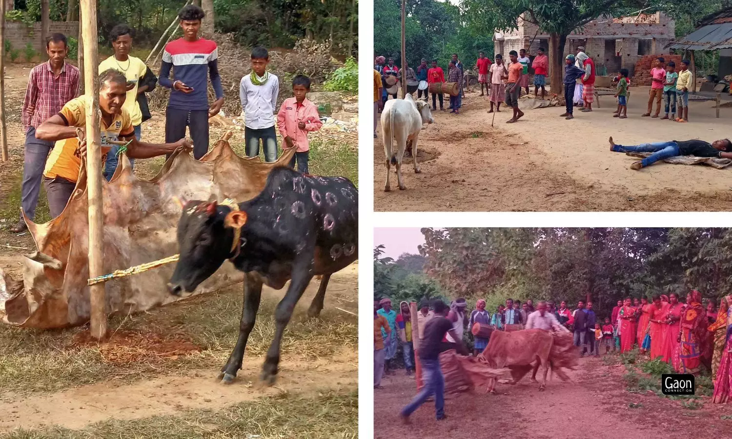 It is a festival that celebrates the harmony between humans, animals, and nature.