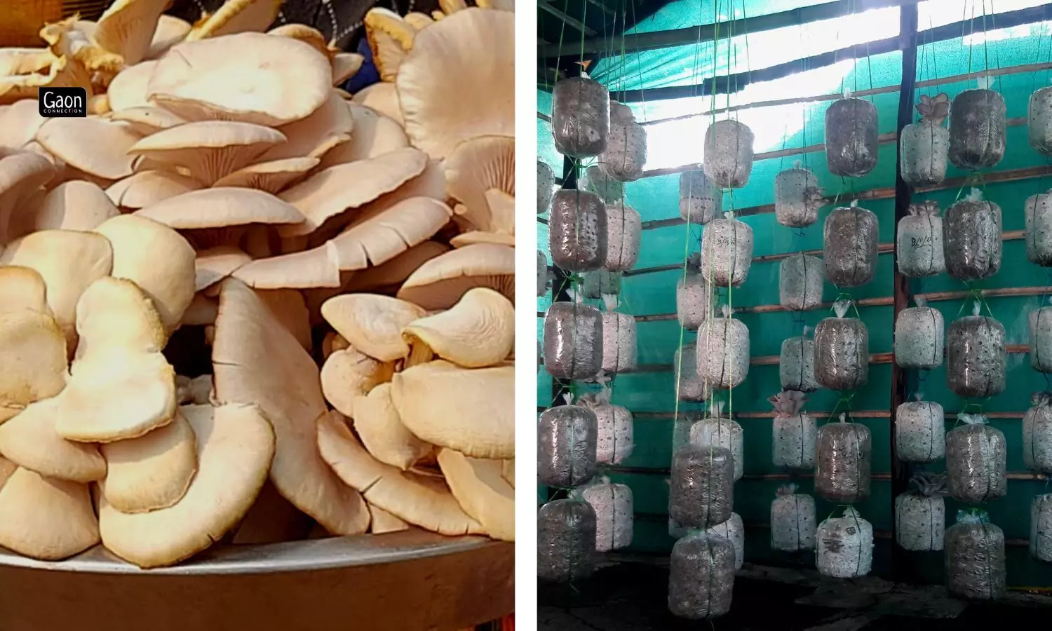 In the local markets the mushrooms sell up to Rs 250 a kg. Marketing them still continues to be a challenge, Baig said. 